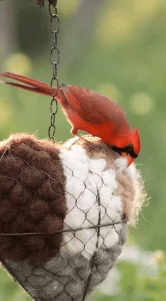 FågelHjärta™ | Mjukt Fågelhjärta för Trädgården